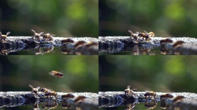 蜜蜂喝水-慢动作饮水动物生态