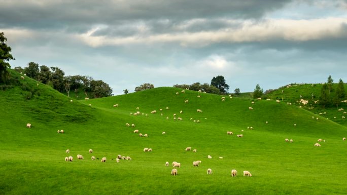 新西兰山坡上的羊群延时风景