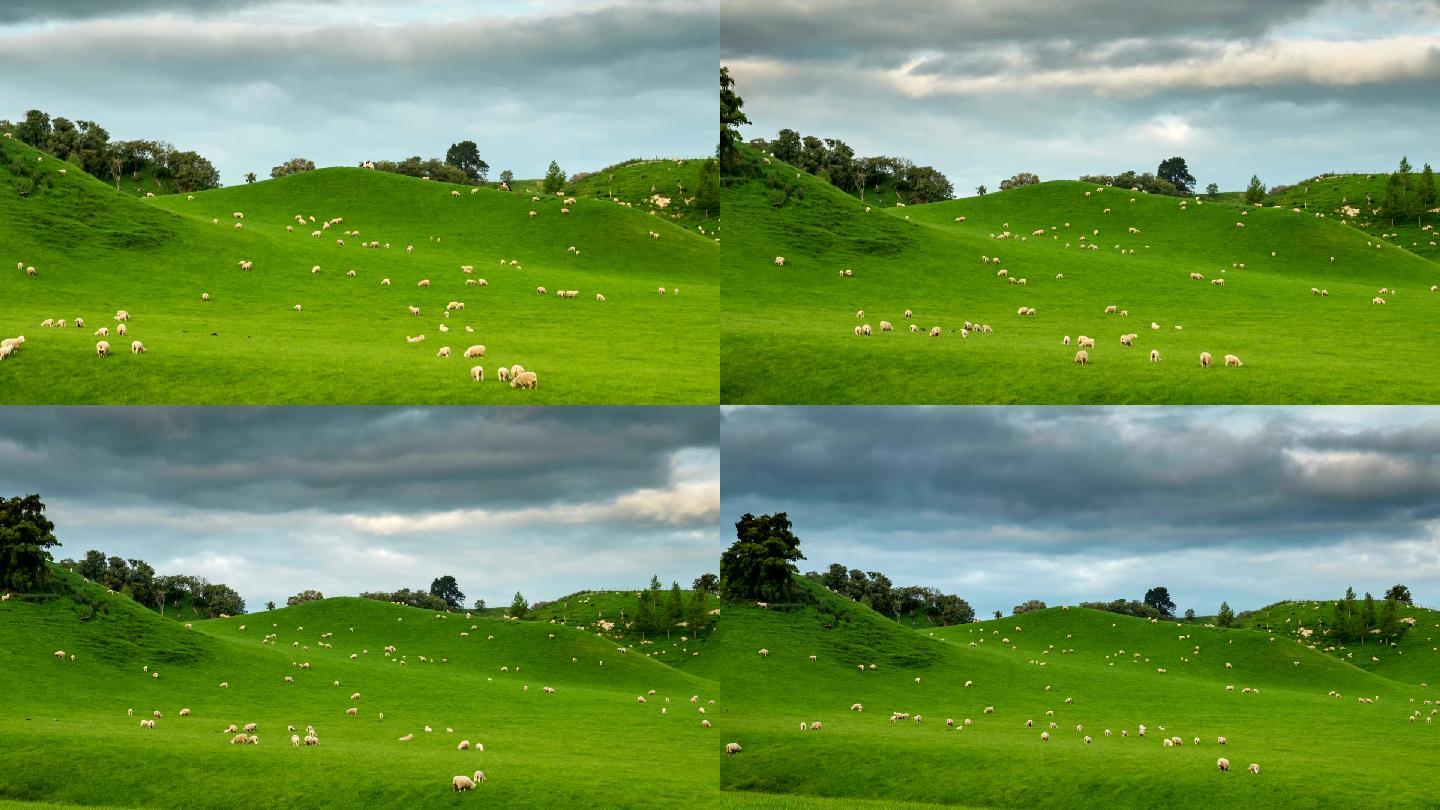 新西兰山坡上的羊群延时风景
