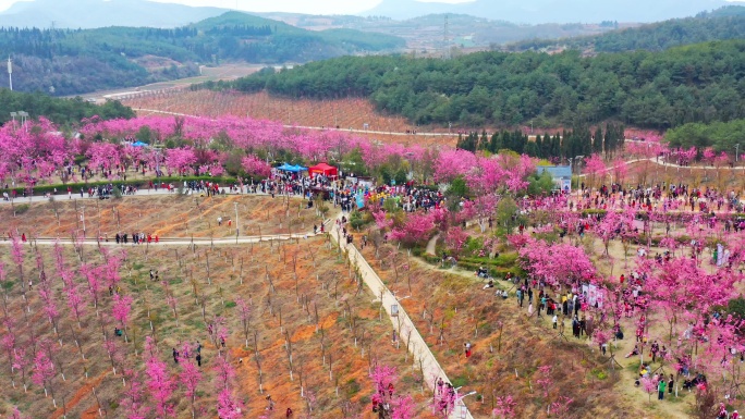 曲靖市马龙区沈家山樱花谷