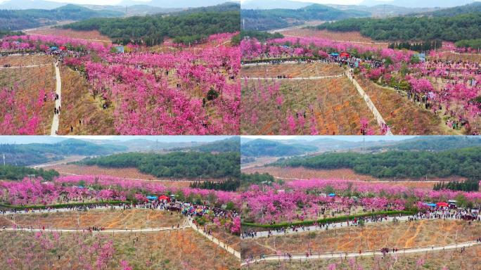 曲靖市马龙区沈家山樱花谷