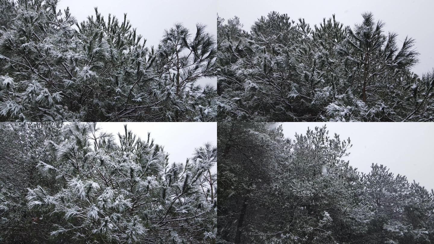 四月下鹅毛大雪，山东这座千米高山，暮春迎来降雪-搜狐大视野-搜狐新闻