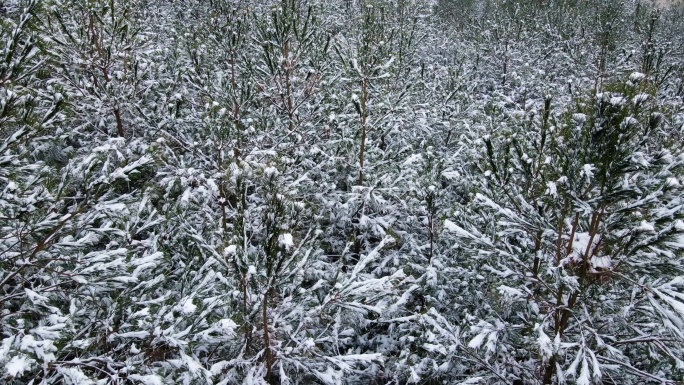 唯美意境雪景航拍森林雪景雪灾下雪了暴风雪