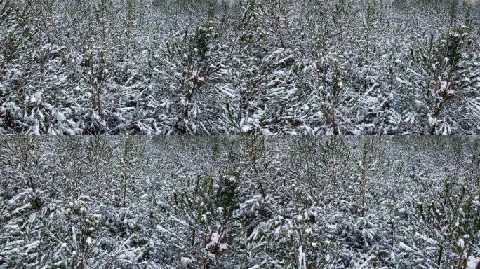 唯美意境雪景航拍森林雪景雪灾下雪了暴风雪