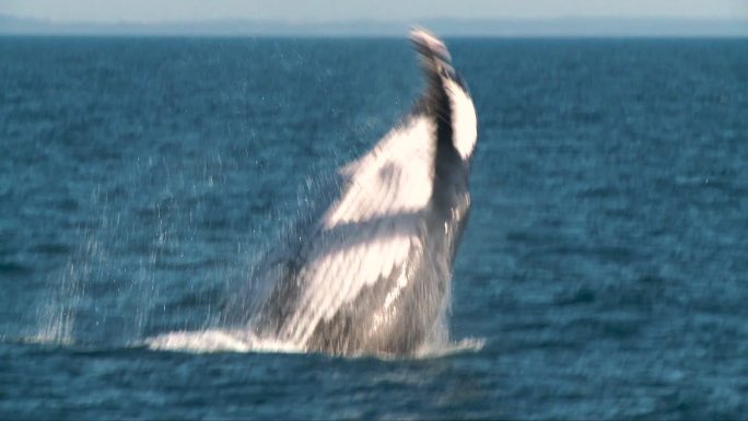 座头鲸鲸鱼跃起新年吉祥保护野生动物