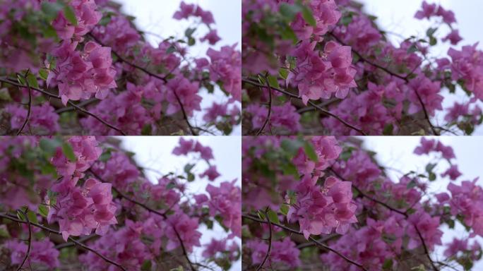 柬埔寨农村寺庙里紫色的花