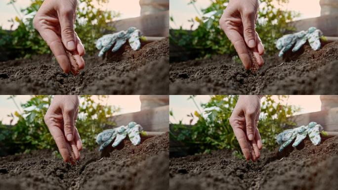 将植物种子放入花园土壤中