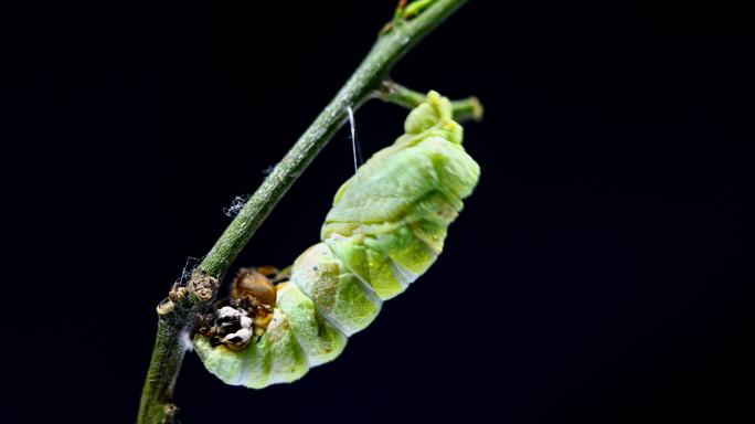 毛虫蜕变成茧的时间推移