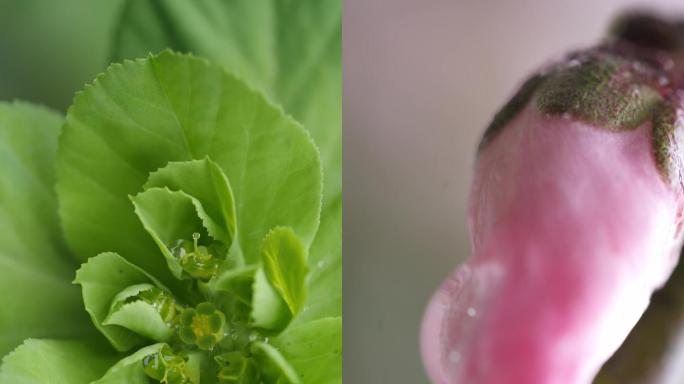 微距 雨后植物 植物特写 鲜艳植物