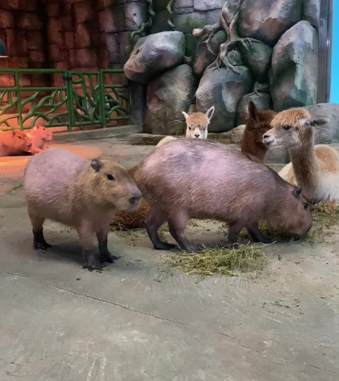 南美洲动物羊驼和水豚