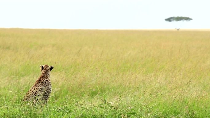 猎豹野生动物世界国家保护大自然非洲