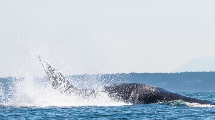 海上的座头鲸大自然庞然大物鲸鱼