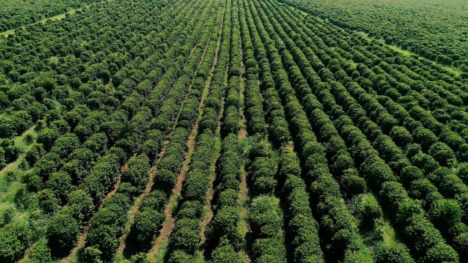 咖啡种植园规模产业支柱经济产地产区