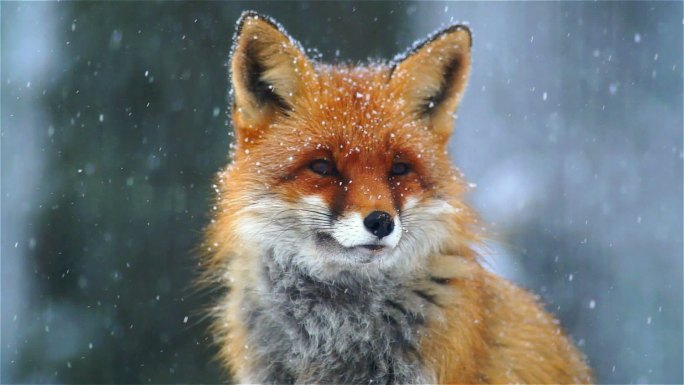 狐狸雪中狐狸大自然生态野生动物