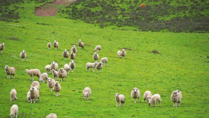 青青草地上的羊群