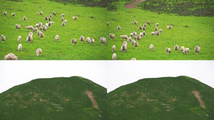 青青草地上的羊群