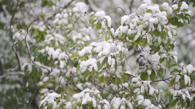 唯美树叶积雪