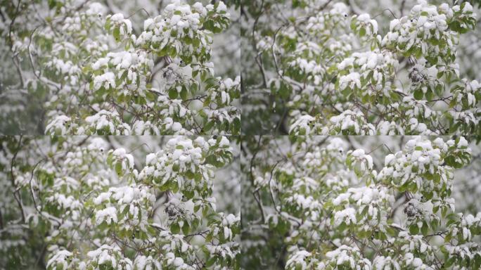 唯美树叶积雪