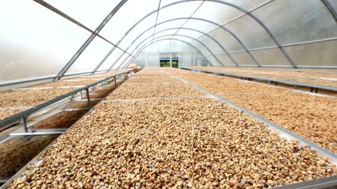 咖啡豆干燥太阳能种植房