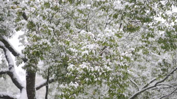 唯美大雪纷飞雪花飘落