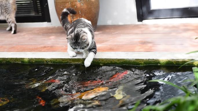 可爱的小猫鱼塘河边流水猫咪