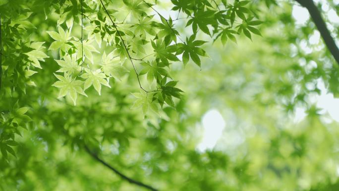 日本的新鲜绿叶。光线清早叶子绿色天然氧吧