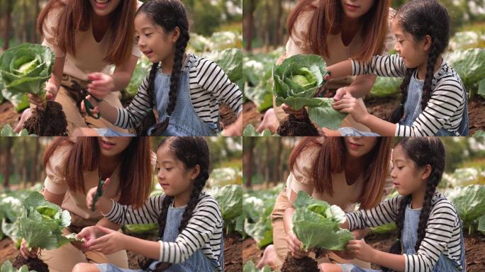 母亲教女儿种植有机植物。