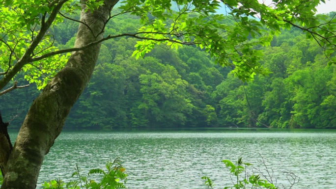 绿湖清新生态风光