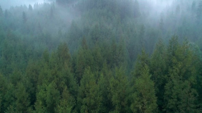 早上有雾的松树树林