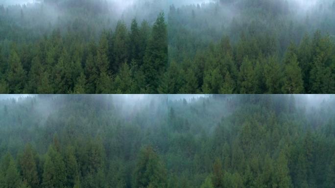 早上有雾的松树树林