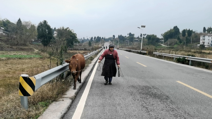 农村公路回家的老黄牛