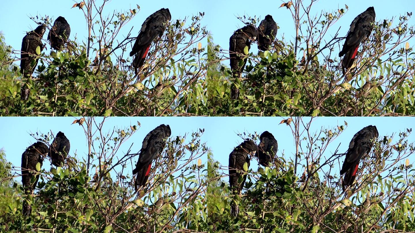 三只黑凤头鹦鹉正坐在灌木丛上吃水果。