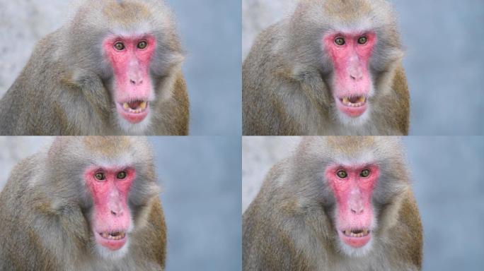 猕猴惊讶的特写镜头。
