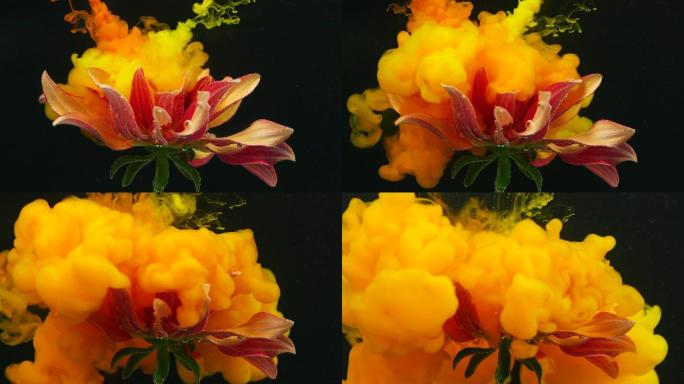 水下流动的橙色菊花的慢运动