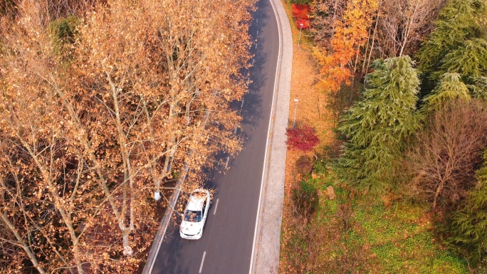 秋天汽车行驶在道路上