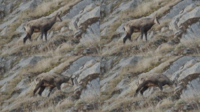 一只羚羊在山上吃草的慢镜头