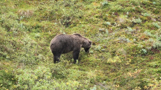 一只熊吃浆果狗熊吃草野外黑熊视频