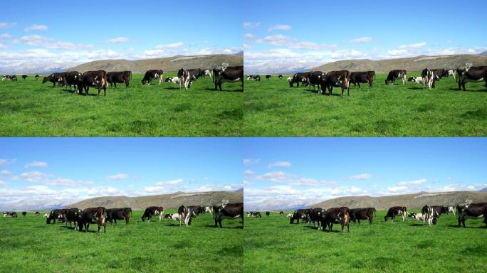 新西兰蓝天下有奶牛的牧场