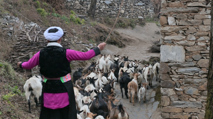 乡村生活藏族牧民放羊