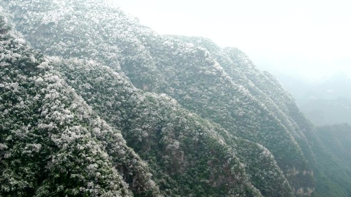 贵州高原冰凌花