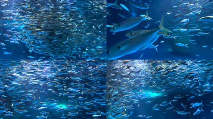海底世界-震撼银鱼表演
