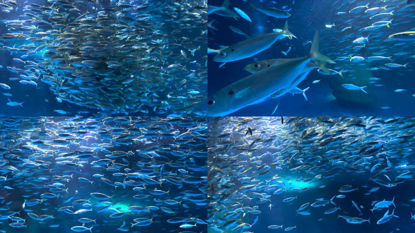 海底世界-震撼银鱼表演
