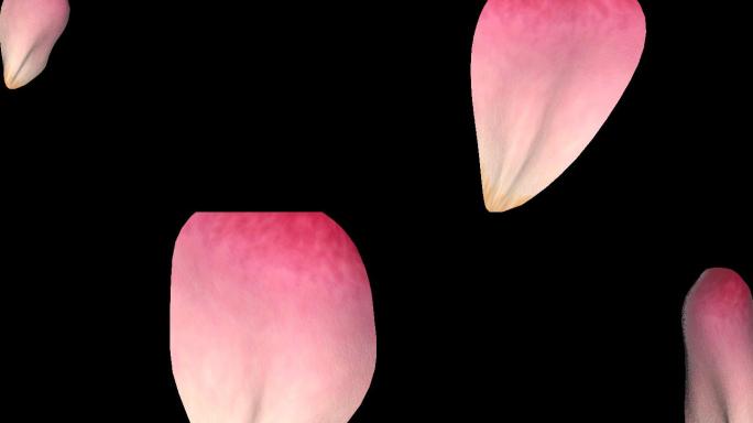 4K单个花瓣转场