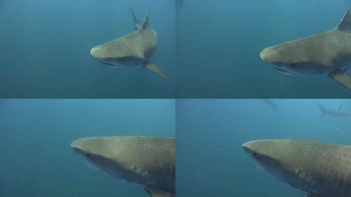 虎鲨海下水底鱼群游动浮游生物