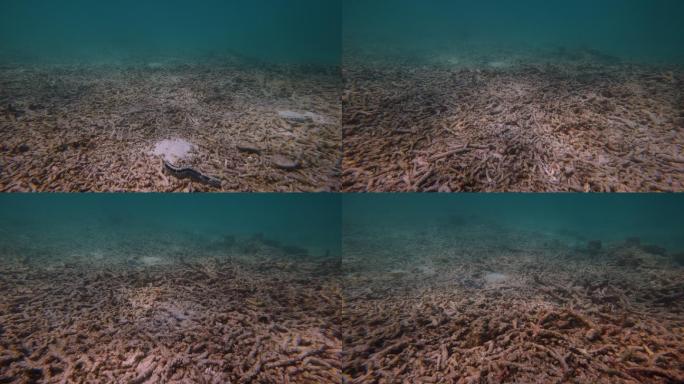 全球变暖导致的珊瑚礁死亡