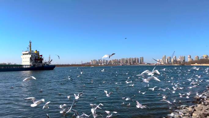 天津滨海新区老码头成群的海鸥