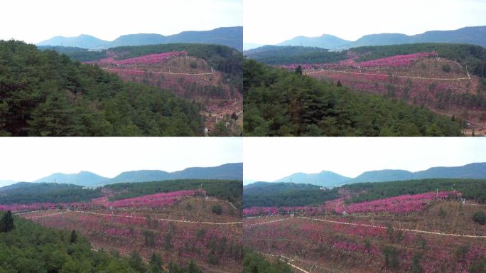 曲靖市马龙区沈家山樱花谷