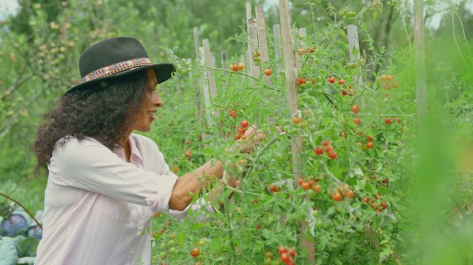 一位妇女在她的种植园里采摘西红柿