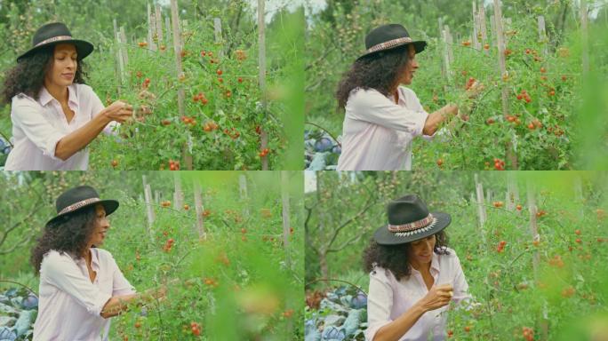 一位妇女在她的种植园里采摘西红柿