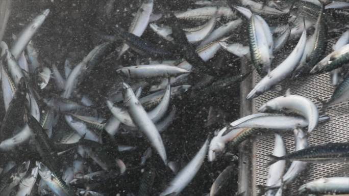巨大的鱼类捕获量水产生鲜金枪鱼货运物流